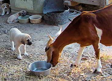 Six week old Lucky Hit's Shadow Kasif (Case) -  Case greeting a dominant old nanny