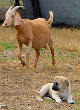 Six week old Lucky Hit's Shadow Kasif (Case) -  Case lived full time with goats his entire life