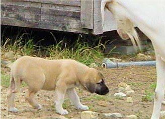 Six week old Lucky Hit's Shadow Kasif (Case) -  Case walking carefully under critical goat observation