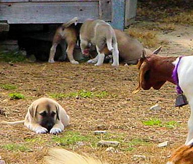 Lucky Hit's Shadow Kasif (CASE) demonstrating superior working ability at six weeks on June 23, 2001