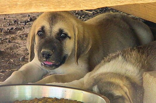 Six week old Lucky Hit's Shadow Kasif (Case) -  Case relaxing in his 'cave.