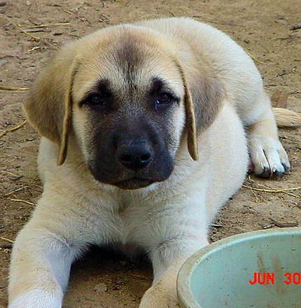 Seven week old Lucky Hit's Shadow Kasif (Case) -  Case relaxing and looking beautiful