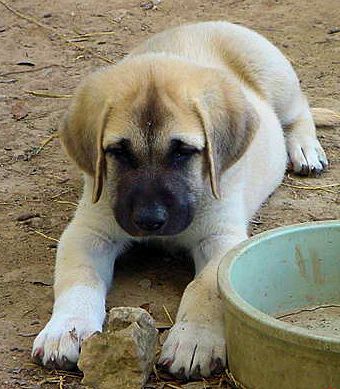 Seven week old Lucky Hit's Shadow Kasif (Case) -  Case relaxing and looking beautiful