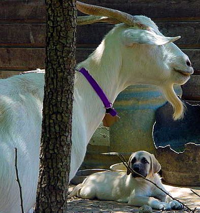 Two month old Lucky Hit's Shadow Kasif (Case) on July 12, 2001 -  Case calmly checking out Whitey's mood.