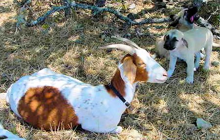 Two month old Lucky Hit's Shadow Kasif (Case) on July 13, 2001 -  Case always paid attention to his goats.