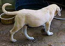 Two month old Lucky Hit's Shadow Kasif (Case) on July 19, 2001 -  Case always had great front and rear angulation.