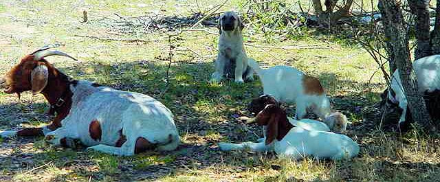 Two month old Lucky Hit's Shadow Kasif (Case) on July 22, 2001 -  Case in the shade with his goats.