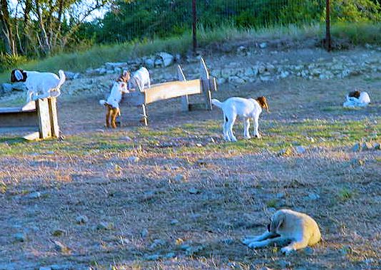 Two month old Lucky Hit's Shadow Kasif (Case) on July 23, 2001 -  Case watching the kids during evening play.