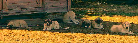 Two month old Lucky Hit's Shadow Kasif (Case) on August 1, 2001 -  Case, on left, with littermates (left to right) Beau, Kahn, Max, Seven, and Sam.