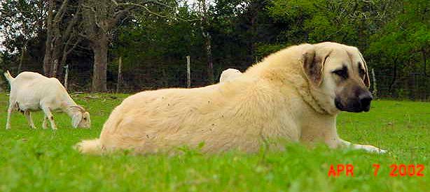 Eleven month old Lucky Hit's Shadow Kasif (Case) on April 7, 2002 -  Case at eleven months guarding the big pasture