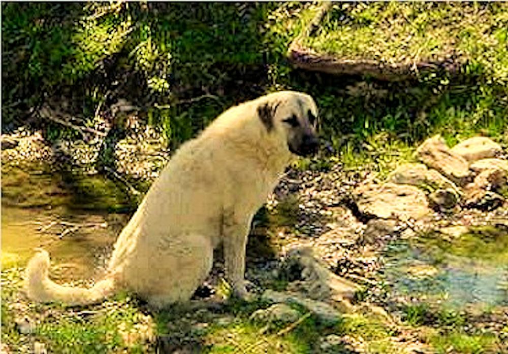 Eleven month old Lucky Hit's Shadow Kasif (Case) on April 8, 2002 -  Case at eleven months guarding the big pasture