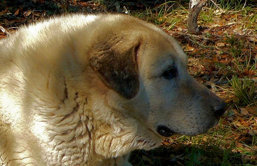 Thirteen year old Lucky Hit's Shadow Kasif (Case) - Still Guarding Full Time in the Big Pasture at Lucky Hit Ranch