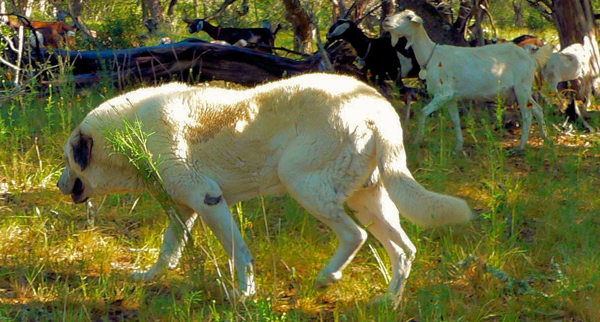 Thirteen year old Lucky Hit's Shadow Kasif (Case) - Still Guarding Full Time in the Big Pasture at Lucky Hit Ranch