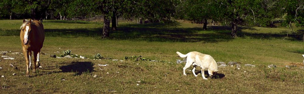 Thirteen year old Lucky Hit's Shadow Kasif (Case) - Still Guarding Full Time in the Big Pasture at Lucky Hit Ranch