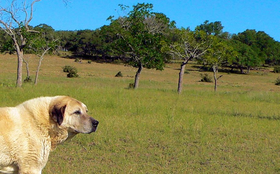Thirteen year old Lucky Hit's Shadow Kasif (Case) - Still Guarding Full Time in the Big Pasture at Lucky Hit Ranch