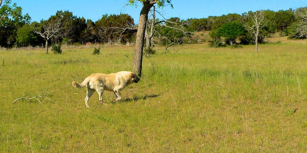 Thirteen year old Lucky Hit's Shadow Kasif (Case) - Still Guarding Full Time in the Big Pasture at Lucky Hit Ranch