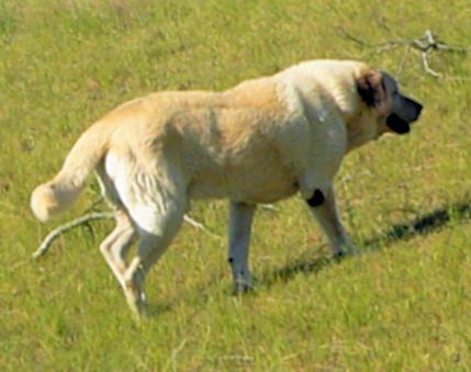 Thirteen year old Lucky Hit's Shadow Kasif (Case) - Still Guarding Full Time in the Big Pasture at Lucky Hit Ranch