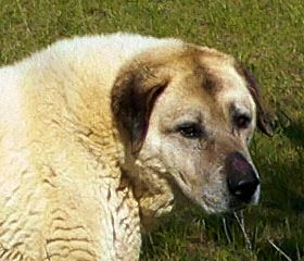 Thirteen year old Lucky Hit's Shadow Kasif (Case) - Still Guarding Full Time in the Big Pasture at Lucky Hit Ranch