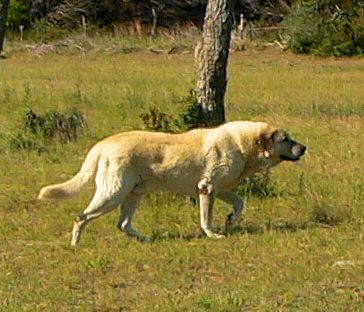 Lucky Hit Shadow Kasif (CASE) at 13 years still guarding the big pasture