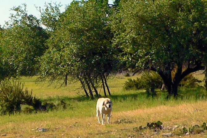 Thirteen year old Lucky Hit's Shadow Kasif (Case) - Still Guarding Full Time in the Big Pasture at Lucky Hit Ranch