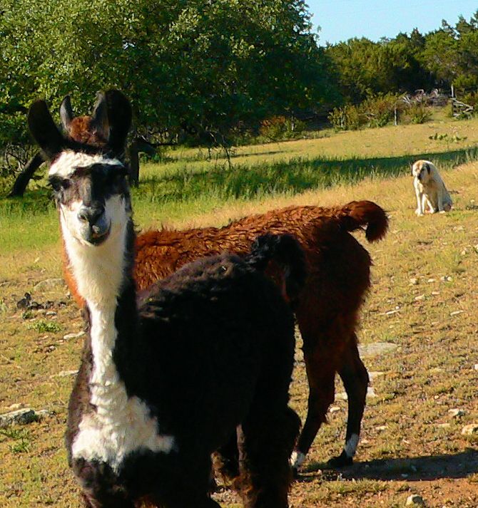 Thirteen year old Lucky Hit's Shadow Kasif (Case) - Still Guarding Full Time in the Big Pasture at Lucky Hit Ranch