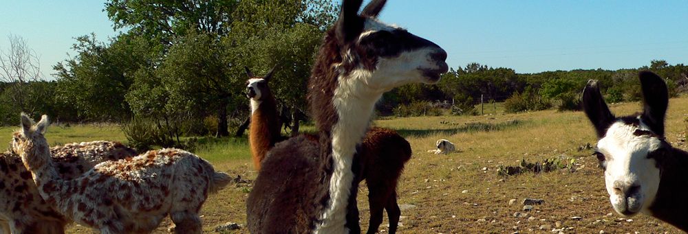 Thirteen year old Lucky Hit's Shadow Kasif (Case) - Still Guarding Full Time in the Big Pasture at Lucky Hit Ranch