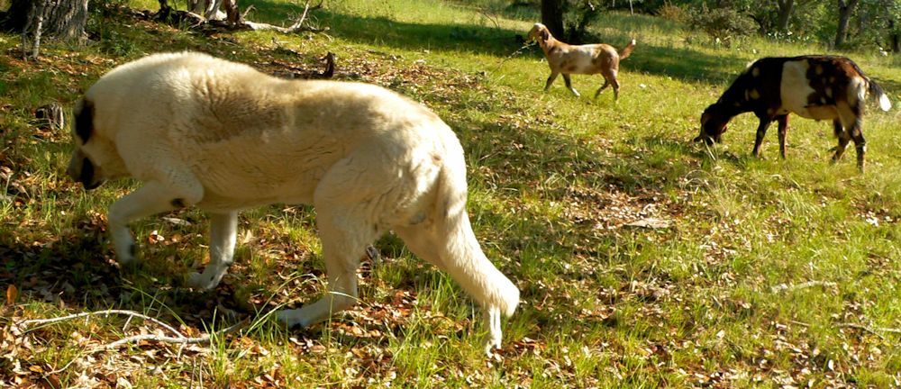 Thirteen year old Lucky Hit's Shadow Kasif (Case) - Still Guarding Full Time in the Big Pasture at Lucky Hit Ranch