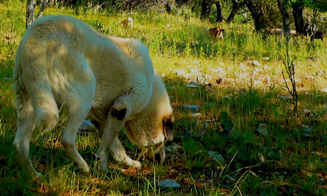 Thirteen year old Lucky Hit's Shadow Kasif (Case) - Still Guarding Full Time in the Big Pasture at Lucky Hit Ranch