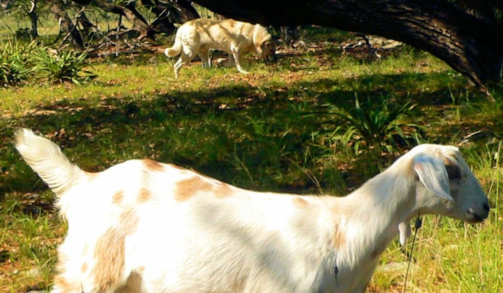 Thirteen year old Lucky Hit's Shadow Kasif (Case) - Still Guarding Full Time in the Big Pasture at Lucky Hit Ranch