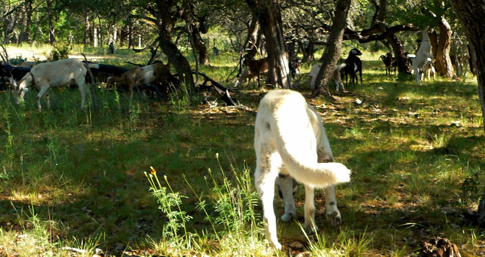 Thirteen year old Lucky Hit's Shadow Kasif (Case) - Still Guarding Full Time in the Big Pasture at Lucky Hit Ranch