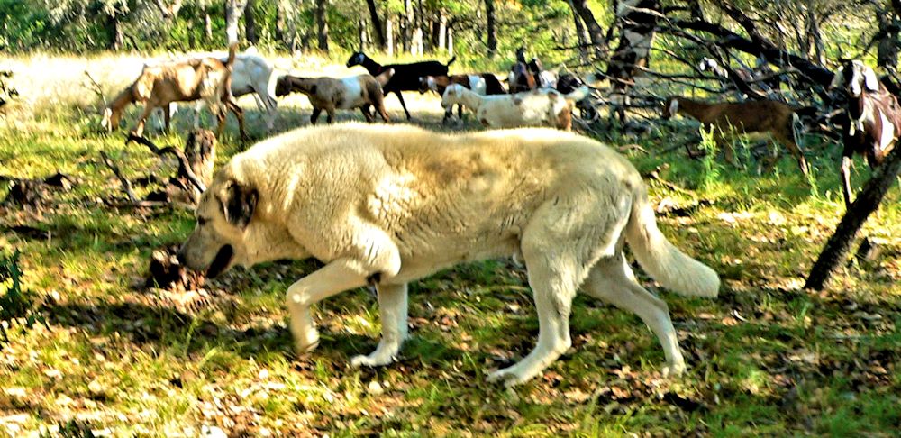 Thirteen year old Lucky Hit's Shadow Kasif (Case) - Still Guarding Full Time in the Big Pasture at Lucky Hit Ranch