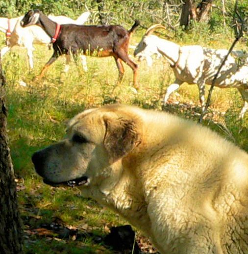 Thirteen year old Lucky Hit's Shadow Kasif (Case) - Still Guarding Full Time in the Big Pasture at Lucky Hit Ranch