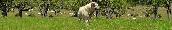 Case guarding goats at 12 years old on May 13, 2013