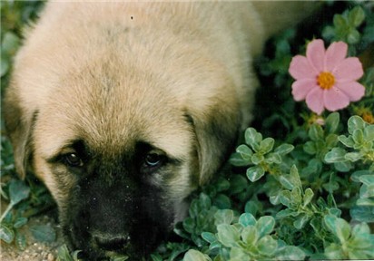 Cennet of Kangal