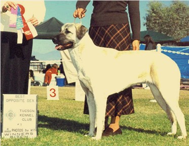 Lucky Hit's Shadow Diva now guarding alpaca in California at Ashley Manor!