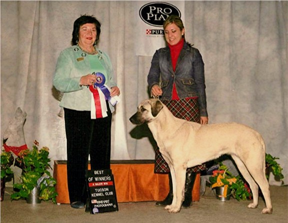 Lucky Hit's Shadow Diva earning Best of Winners for a Major Win!