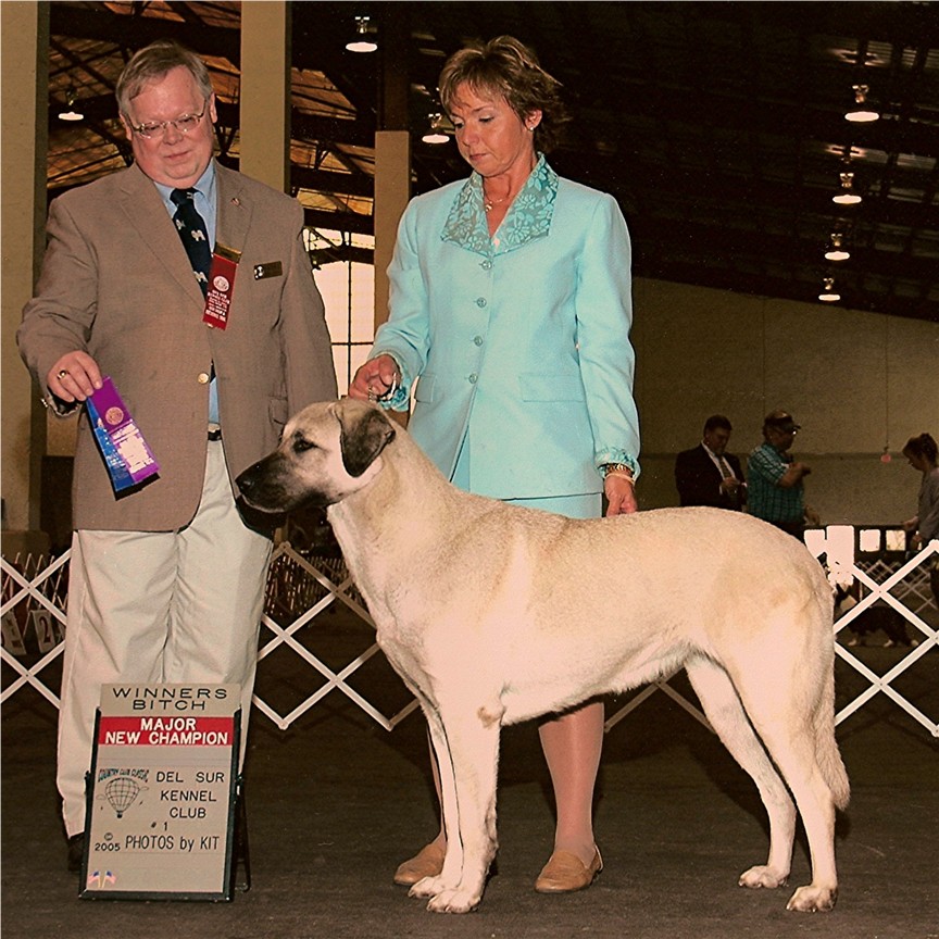 Lucky Hit's Shadow Diva earning her Championship!