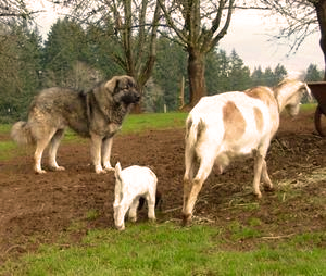 ORMANUSTU DUMAN guarding goats