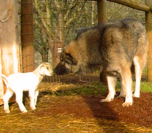 ORMANUSTU DUMAN guarding goats