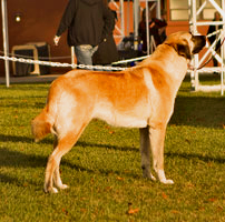 BISS GCH J-Haven's Esmeray of Timaru 