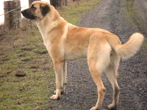 BISS GCH J-Haven's Esmeray of Timaru 