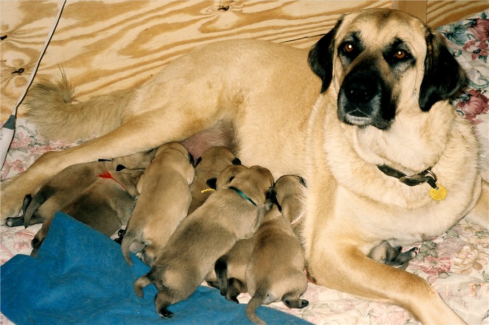 Daniska's Fesat Fiona with 2005 litter