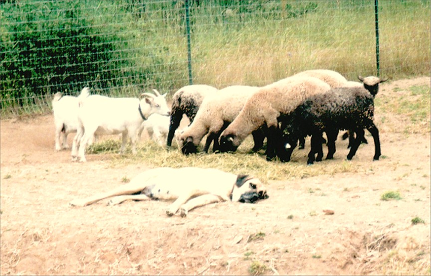 Fiona with 2005 litter