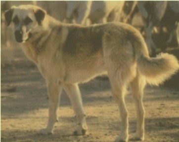 Birinci's Flintis - World Renouned Guardian in Africa