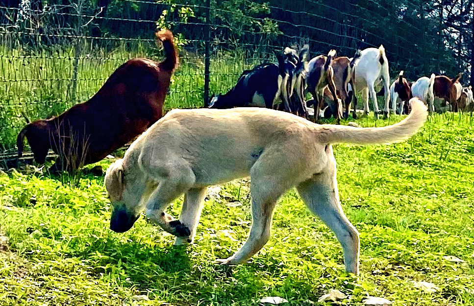 Elkhorn Ginger CABUK of LUCKY HIT on September 4, 2022, with goats