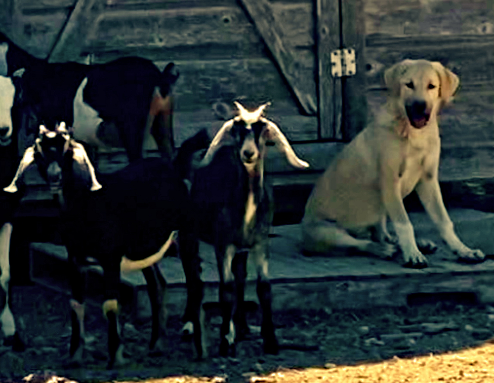 Elkhorn Ginger CABUK of LUCKY HIT on September 4, 2022, with goats