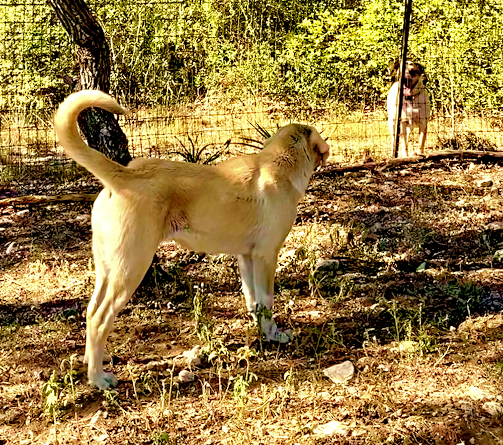 Elkhorn Ginger CABUK of LUCKY HIT