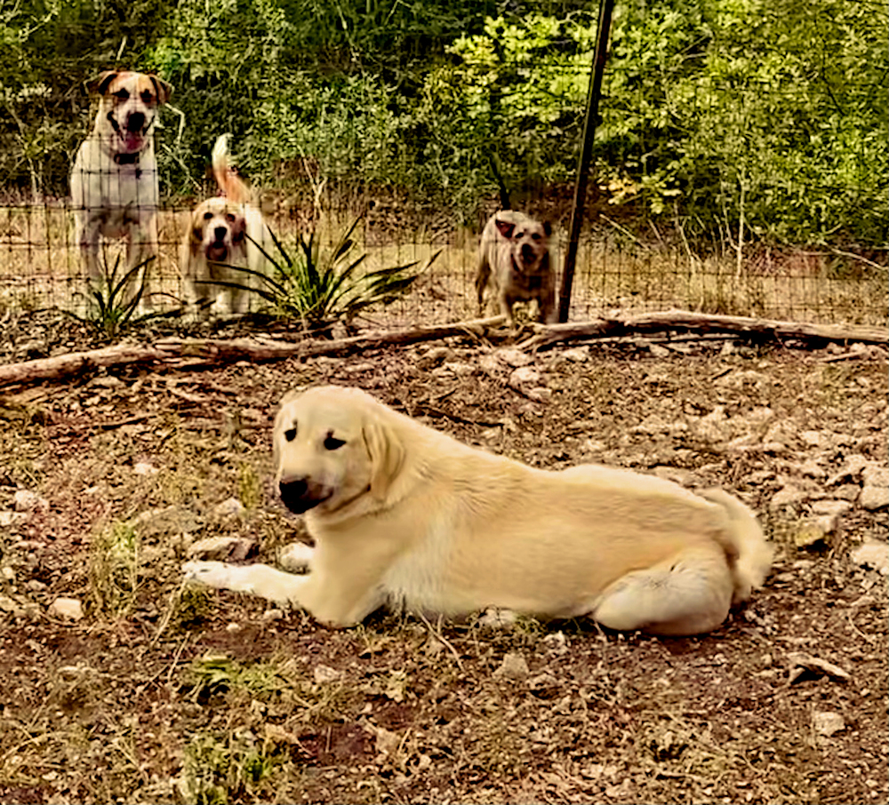 Elkhorn Ginger CABUK of LUCKY HIT on September 4, 2022, with goats