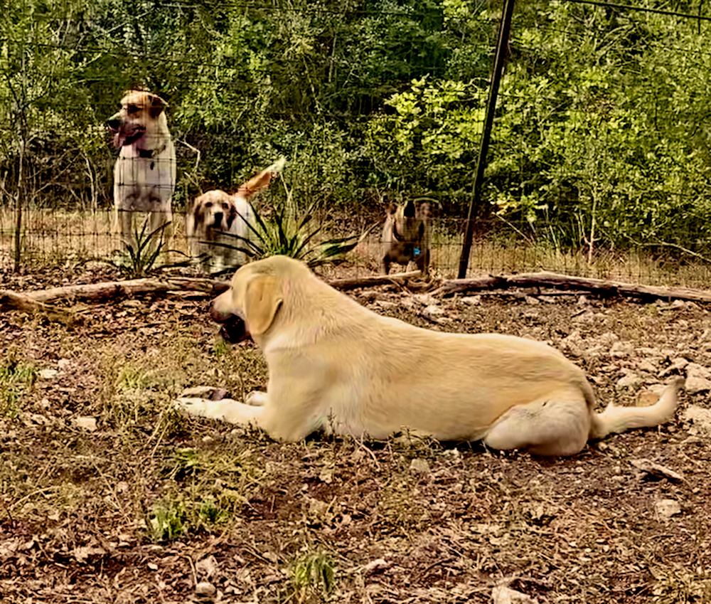 Elkhorn Ginger CABUK of LUCKY HIT on September 4, 2022, with goats