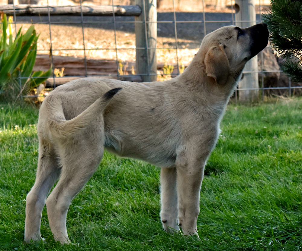 Elkhorn Ginger CZAR